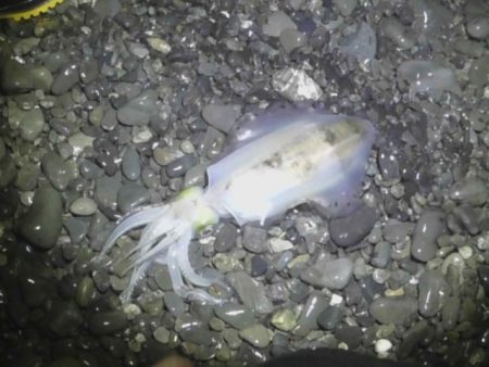 石津浜でエギング